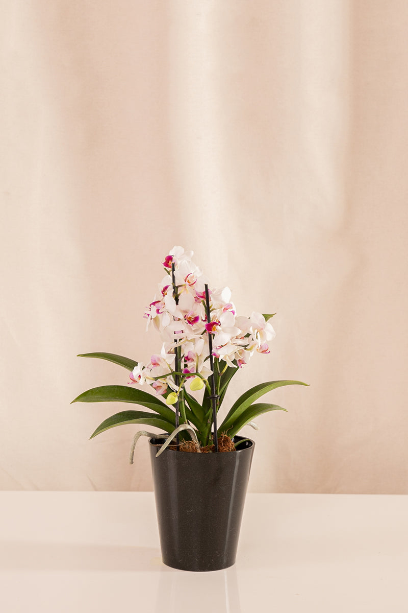 Orquídea Phalaenopsis Multiflora Blanca con Centro Rosado
