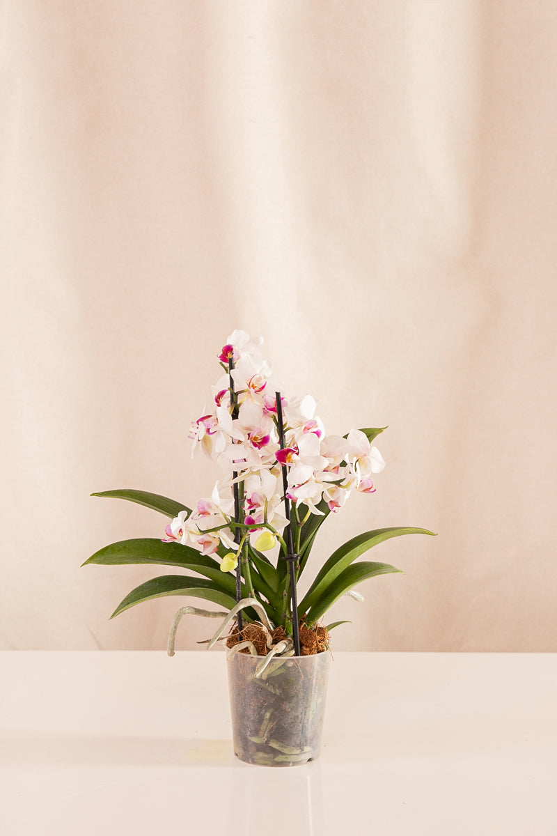 Orquídea Phalaenopsis Multiflora Blanca con Centro Rosado