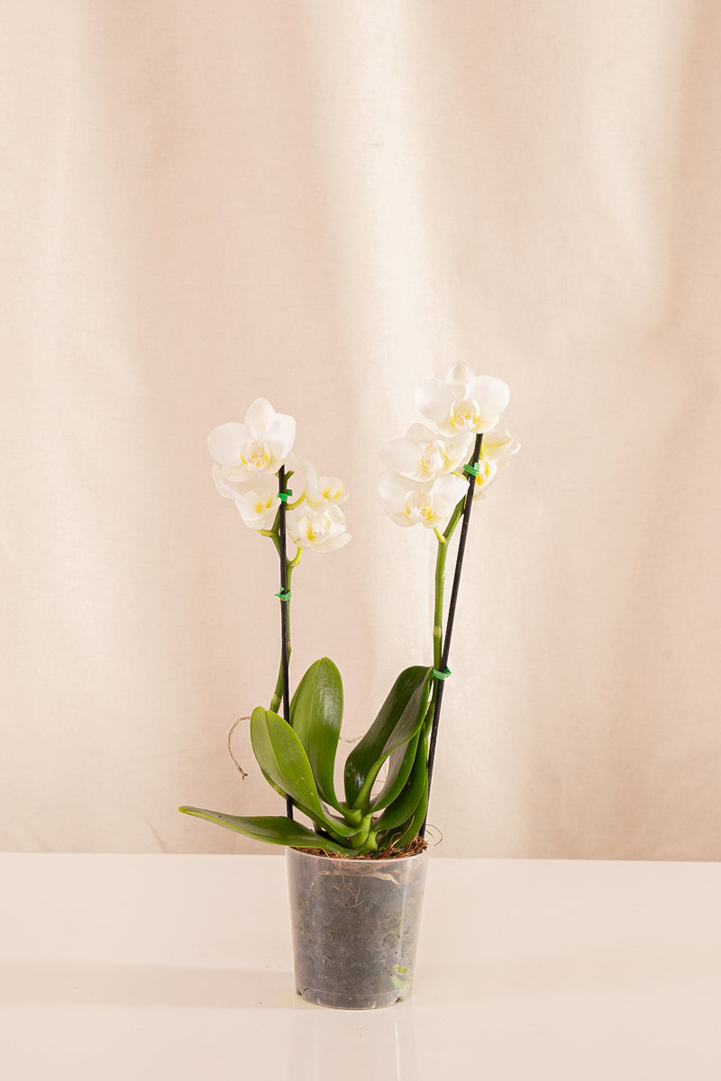 Orquídea Phalaenopsis Multiflora Blanca