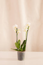 Orquídea Phalaenopsis Multiflora Blanca