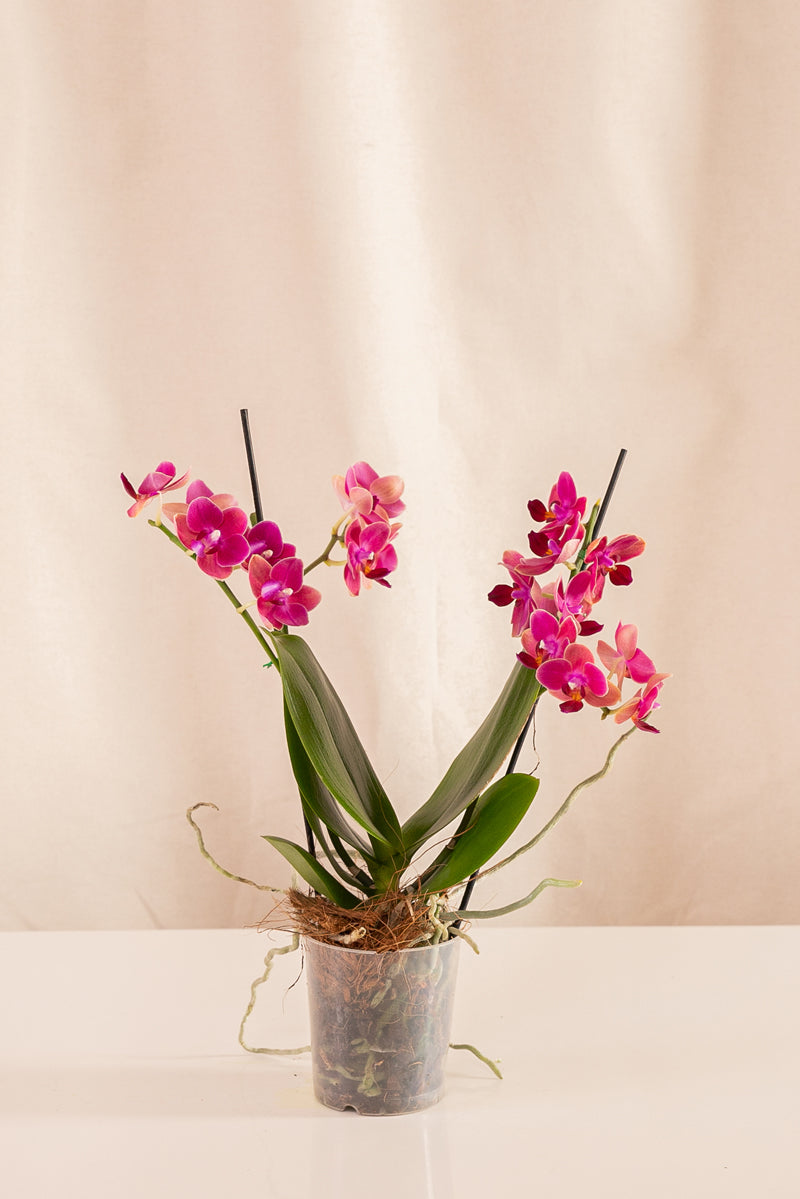 Orquídea Phalaenopsis Multiflora Fucsia