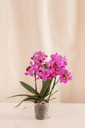 Orquídea Phalaenopsis Multiflora Morada