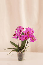 Orquídea Phalaenopsis Multiflora Morada