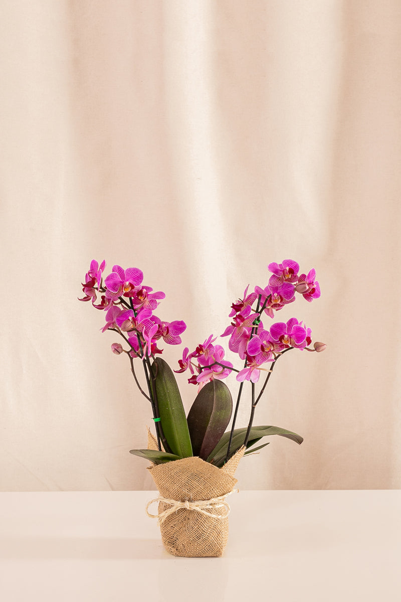 Orquídea Phalaenopsis Multiflora Morada