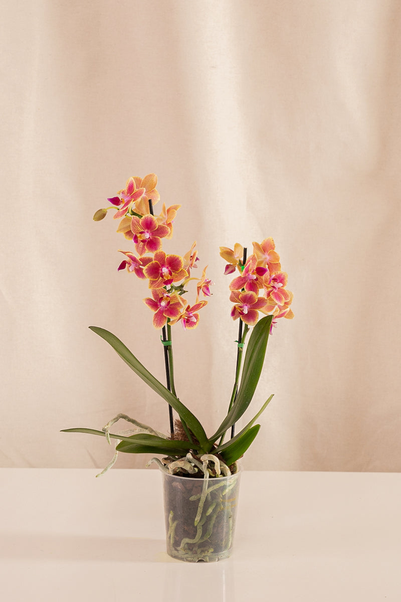 Orquídea Phalaenopsis Multiflora Naranja con Centro Rosado