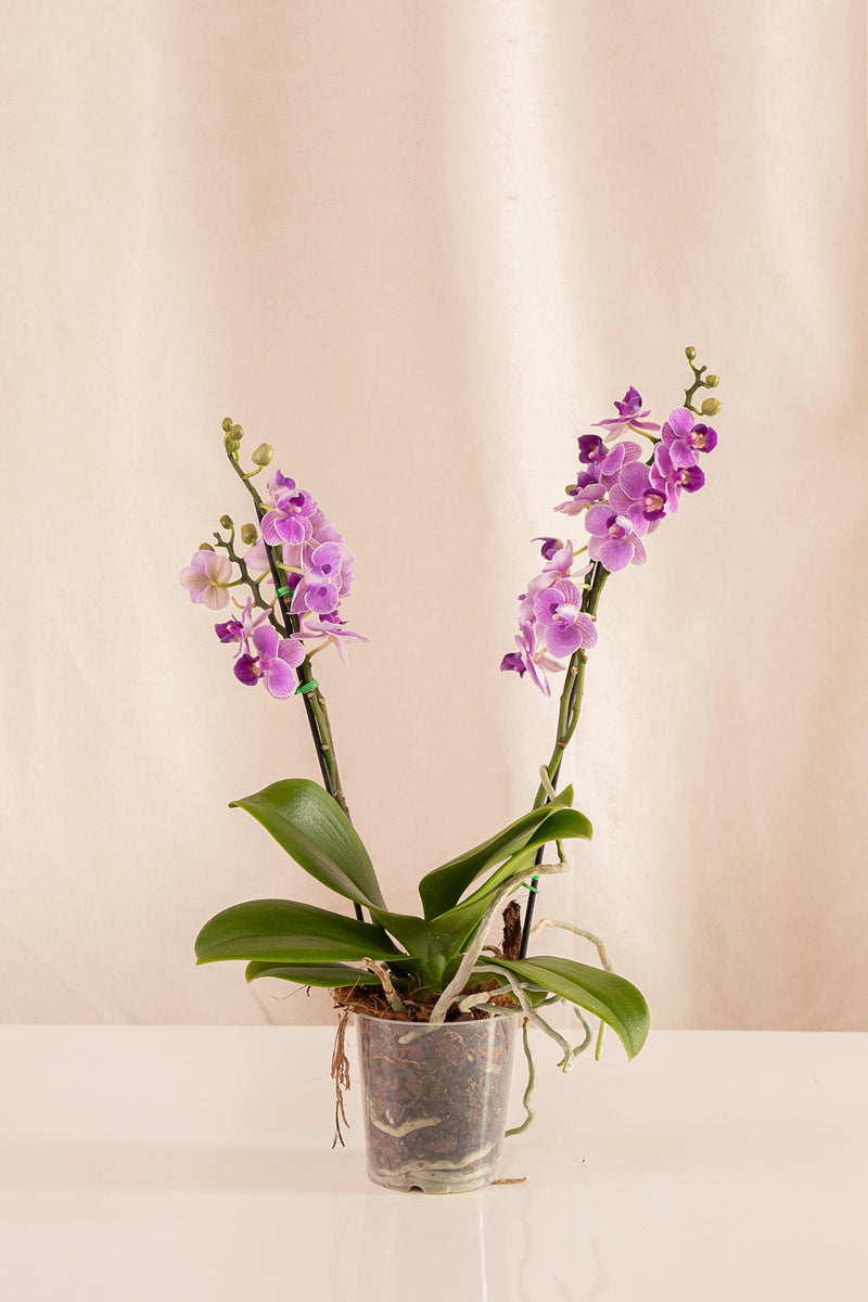 Orquídea Phalaenopsis Multiflora Violeta