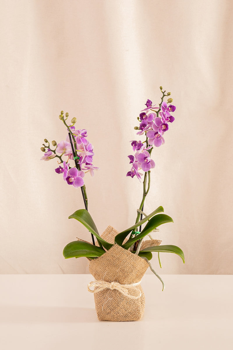 Orquídea Phalaenopsis Multiflora Violeta