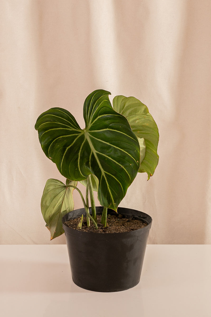 Philodendron Gloriosum