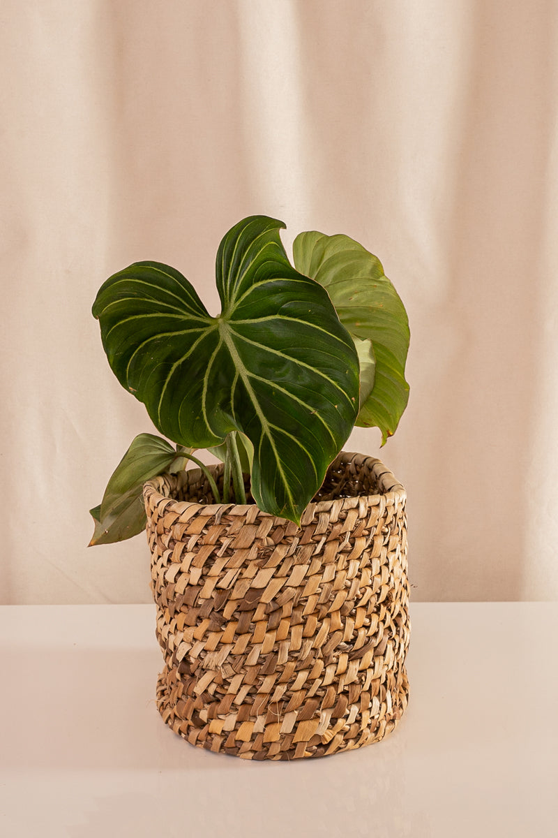 Philodendron Gloriosum