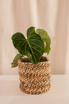 Philodendron Gloriosum