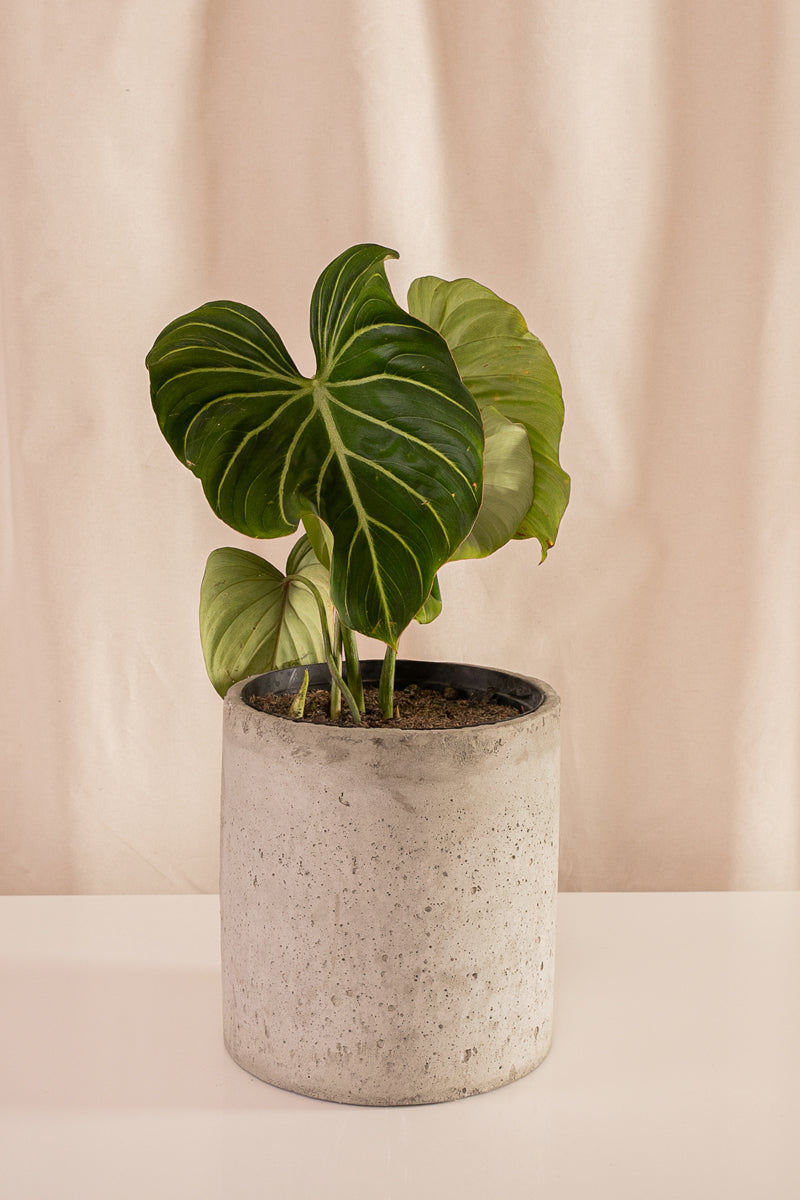 Philodendron Gloriosum