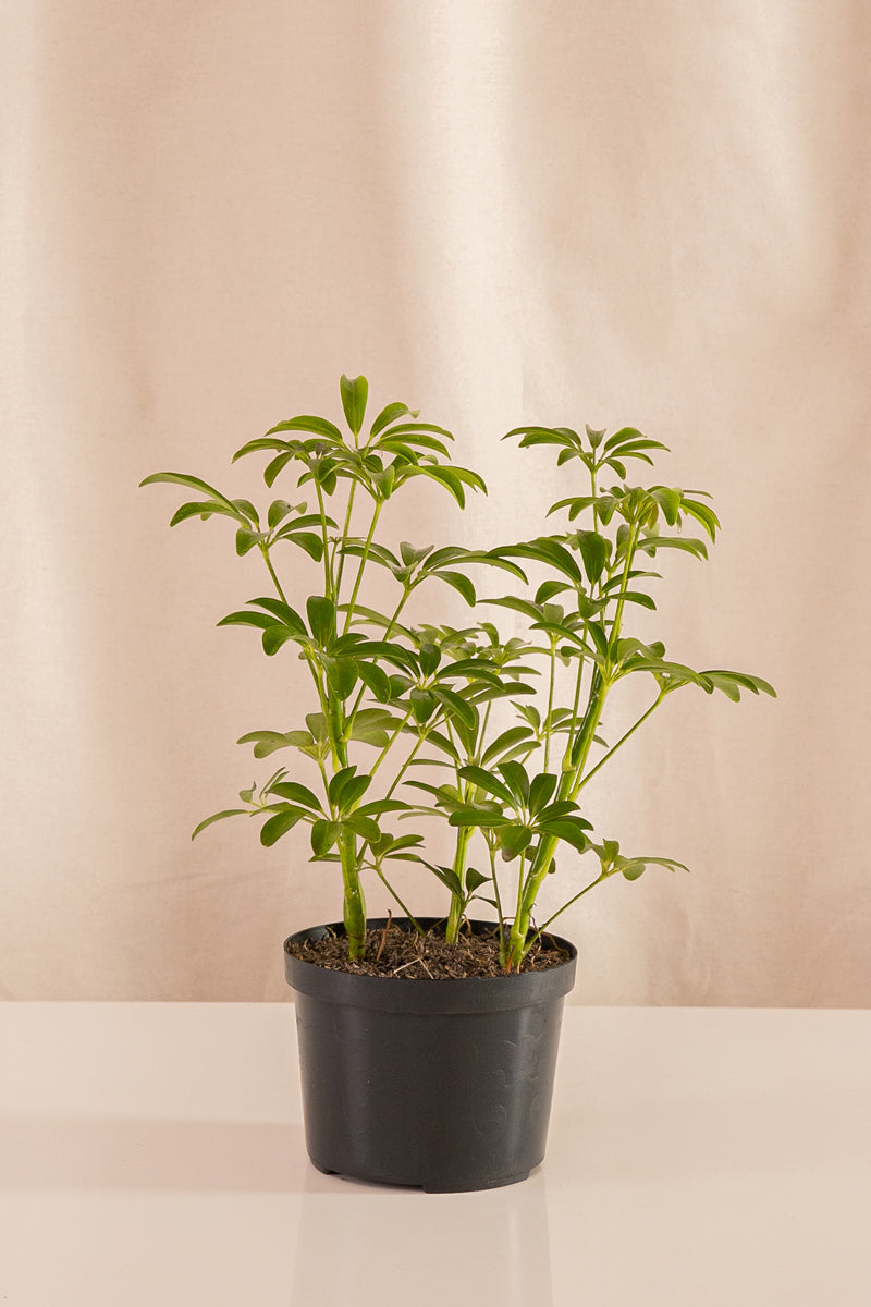 Shefflera mini verde