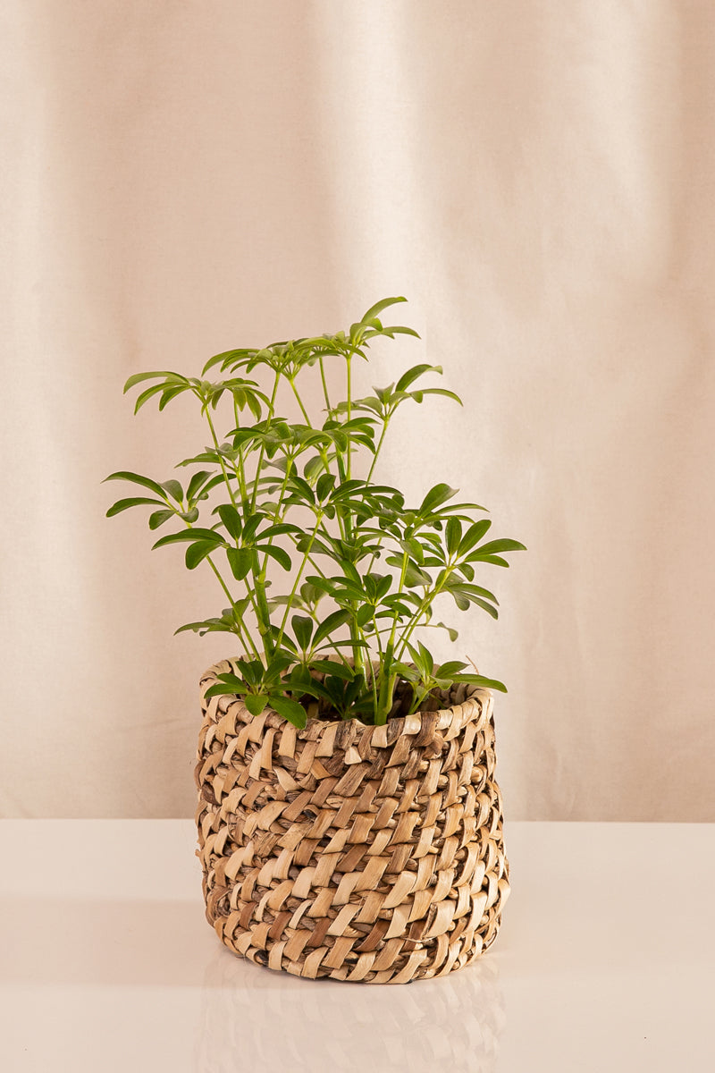 Shefflera mini verde