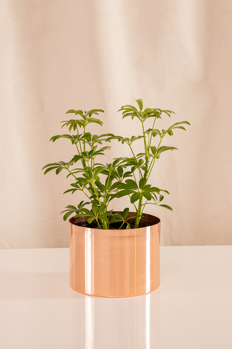 Shefflera mini verde