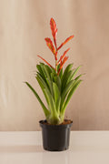 Vriesea Brianki