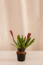 Vriesea Duolmaniana