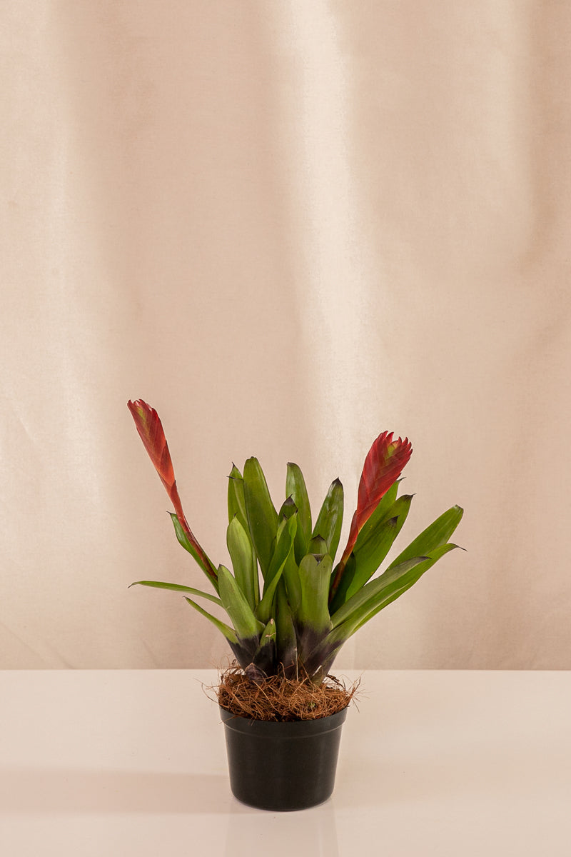 Vriesea Duolmaniana
