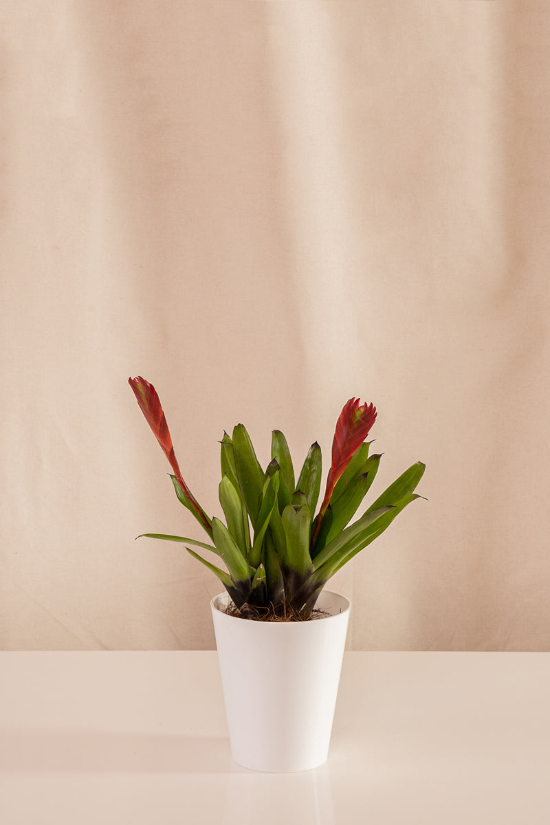 Vriesea Duolmaniana