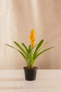 Vriesea Orange