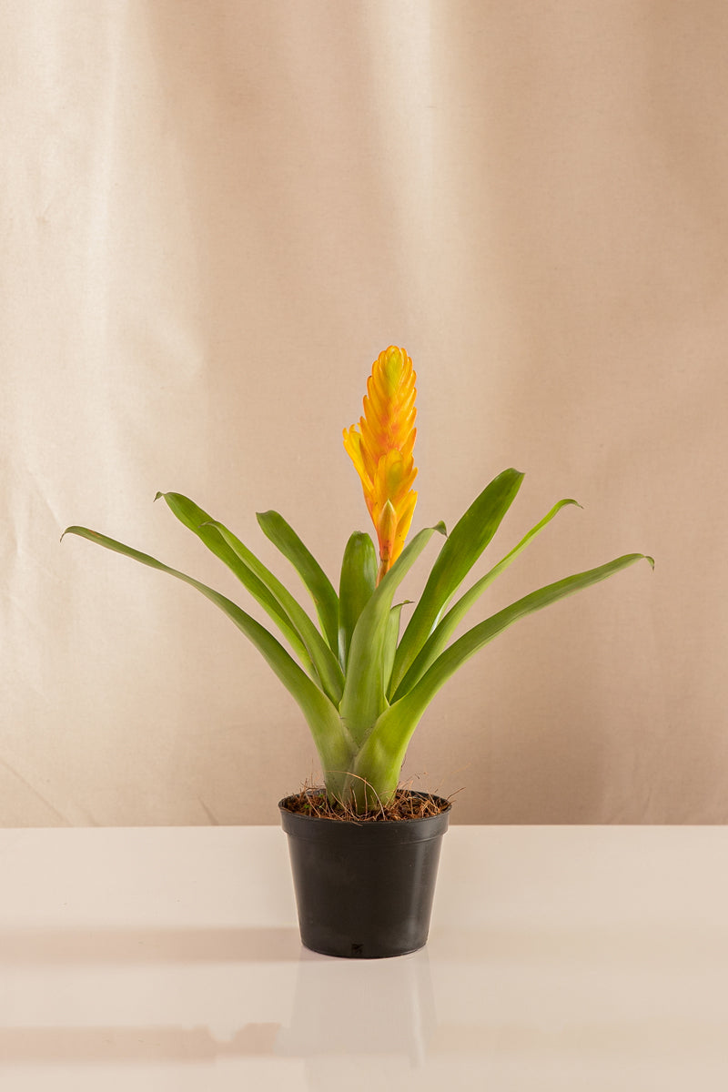 Vriesea Orange