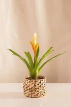 Vriesea Orange