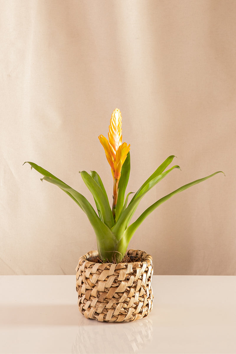 Vriesea Orange
