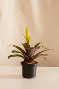 Vriesea Ospinae