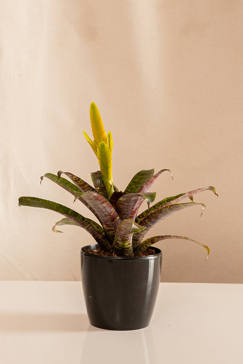 Vriesea Ospinae
