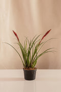 Vriesea Pinker