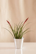 Vriesea Pinker