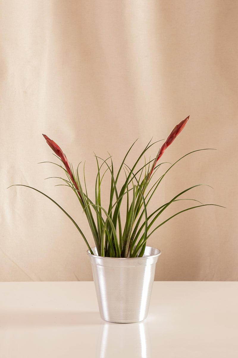 Matero de Aluminio Plateado