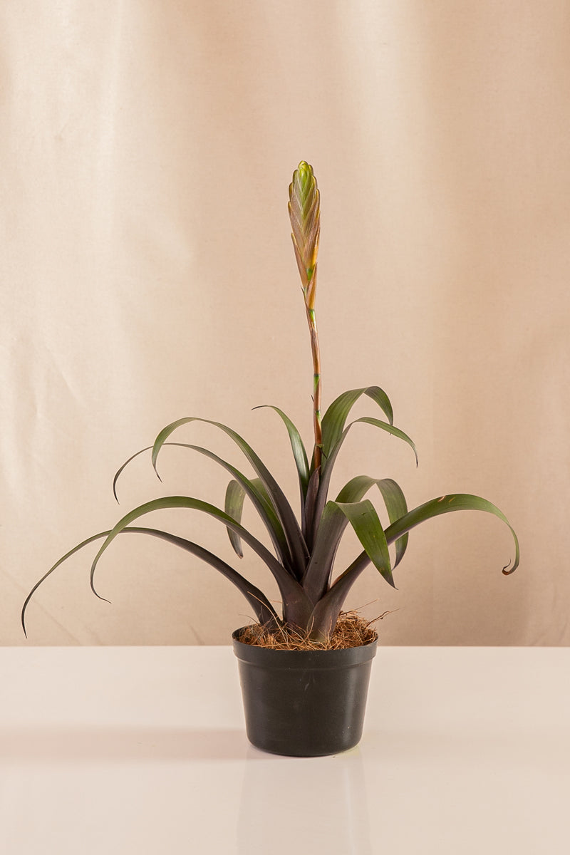 Vriesea Solo