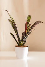 Matero Plástico Blanco 14cms de Diámetro