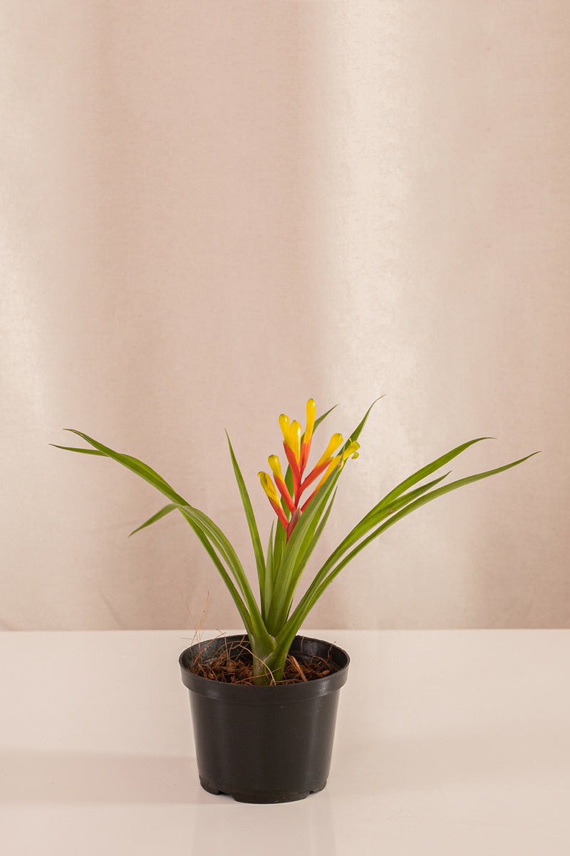 Vriesea Spring