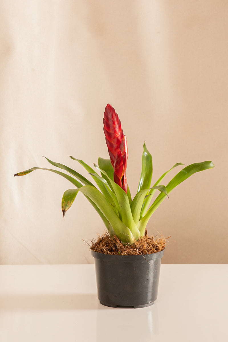 Vriesea Variegada