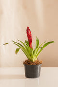 Vriesea Variegada