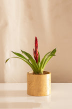 Vriesea Variegada